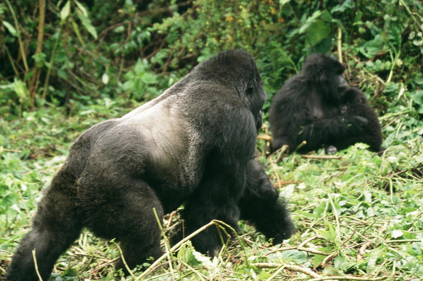 Gorillas leben in geschützten Gebieten in Nationalparks luxus-Trekkingreise Berggorillas in Ruanda