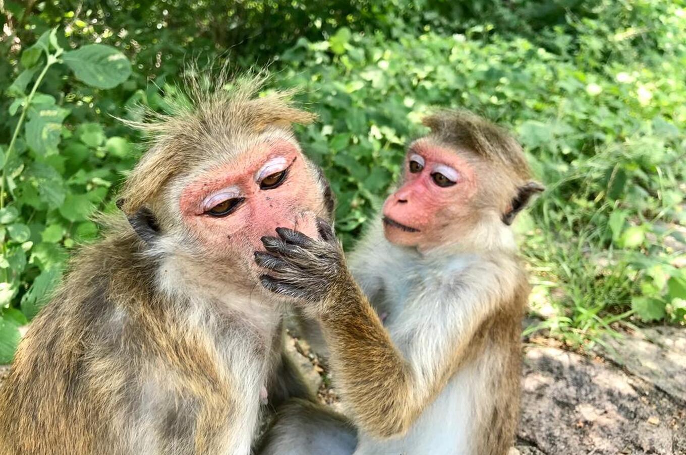 reisen luxusinsel sri lanka natur makaken affen affen