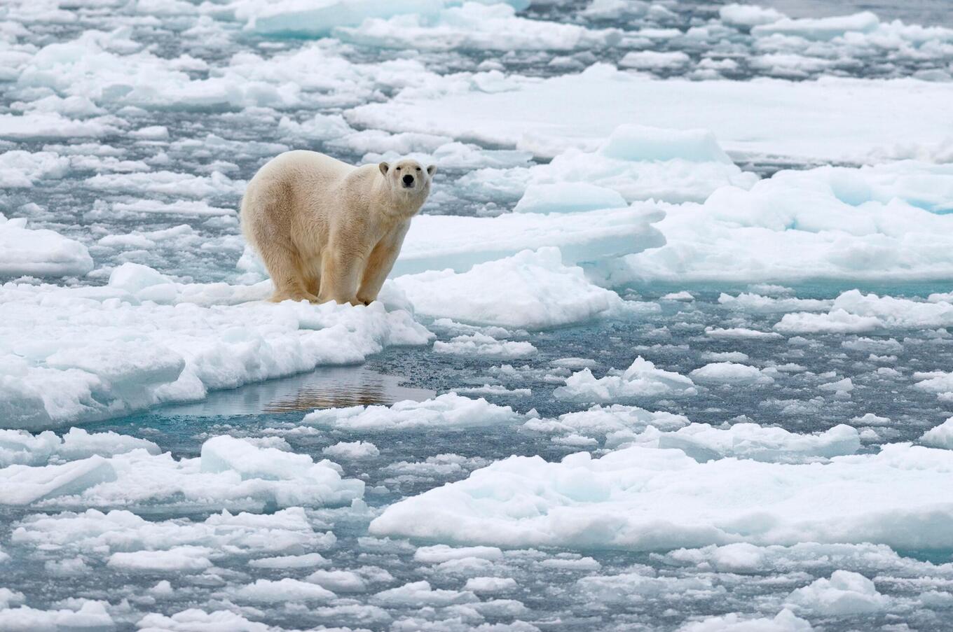 reisen Luxus-Luftschiff Nordpol Arktis Eisbär
