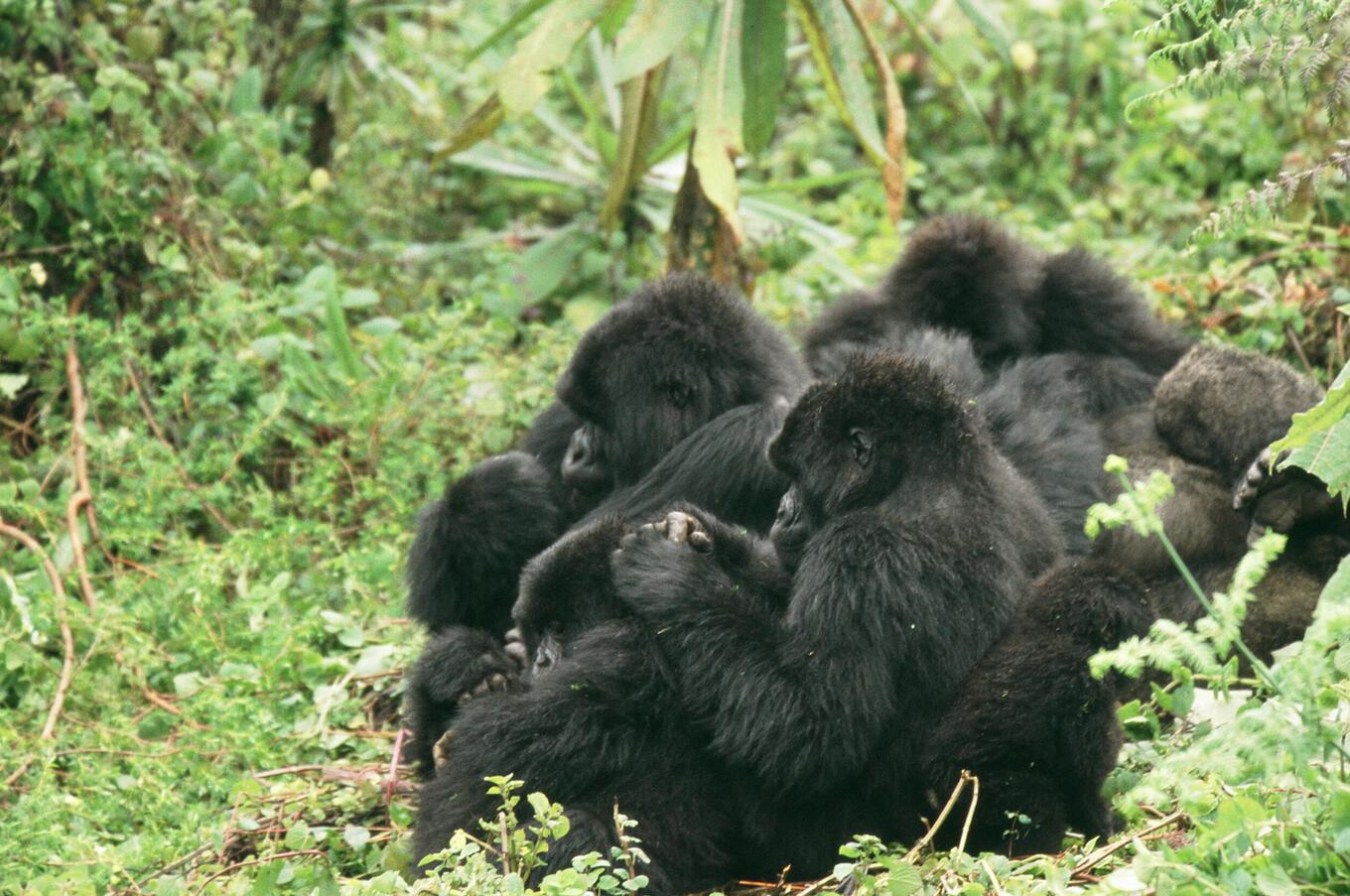 Derzeit gibt es 18 Berggorillagruppen, die in Bwindi besucht werden können. reise uganda berggorilla Bwindi nationalpark