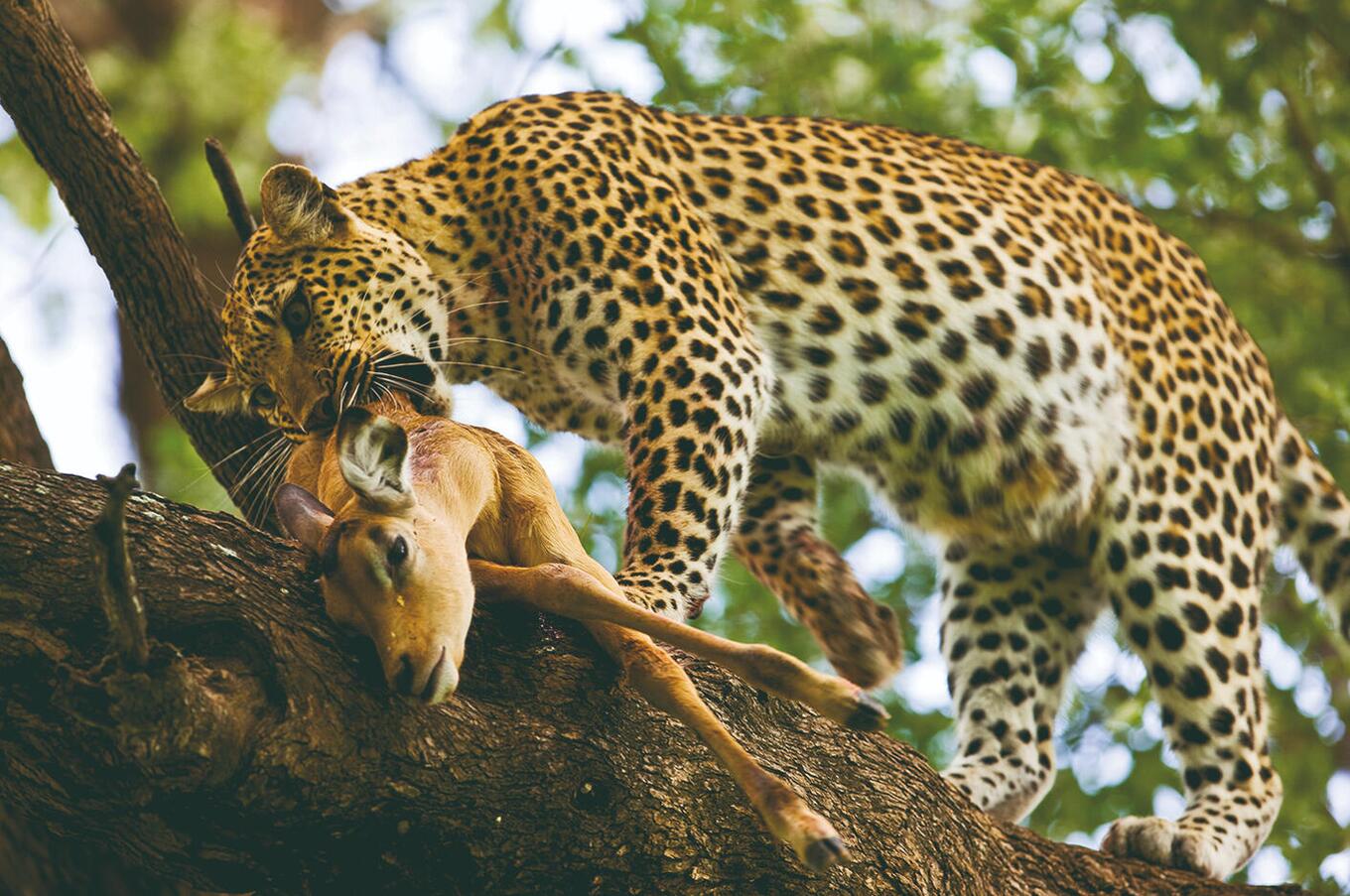 Leoparden-Safari Luxus Afrika