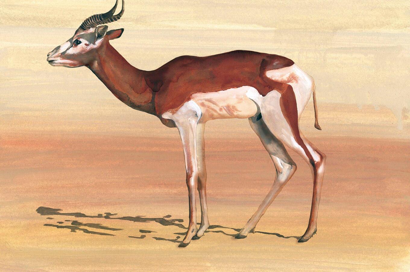 Jordi Serrallonga unsichtbare Tiere