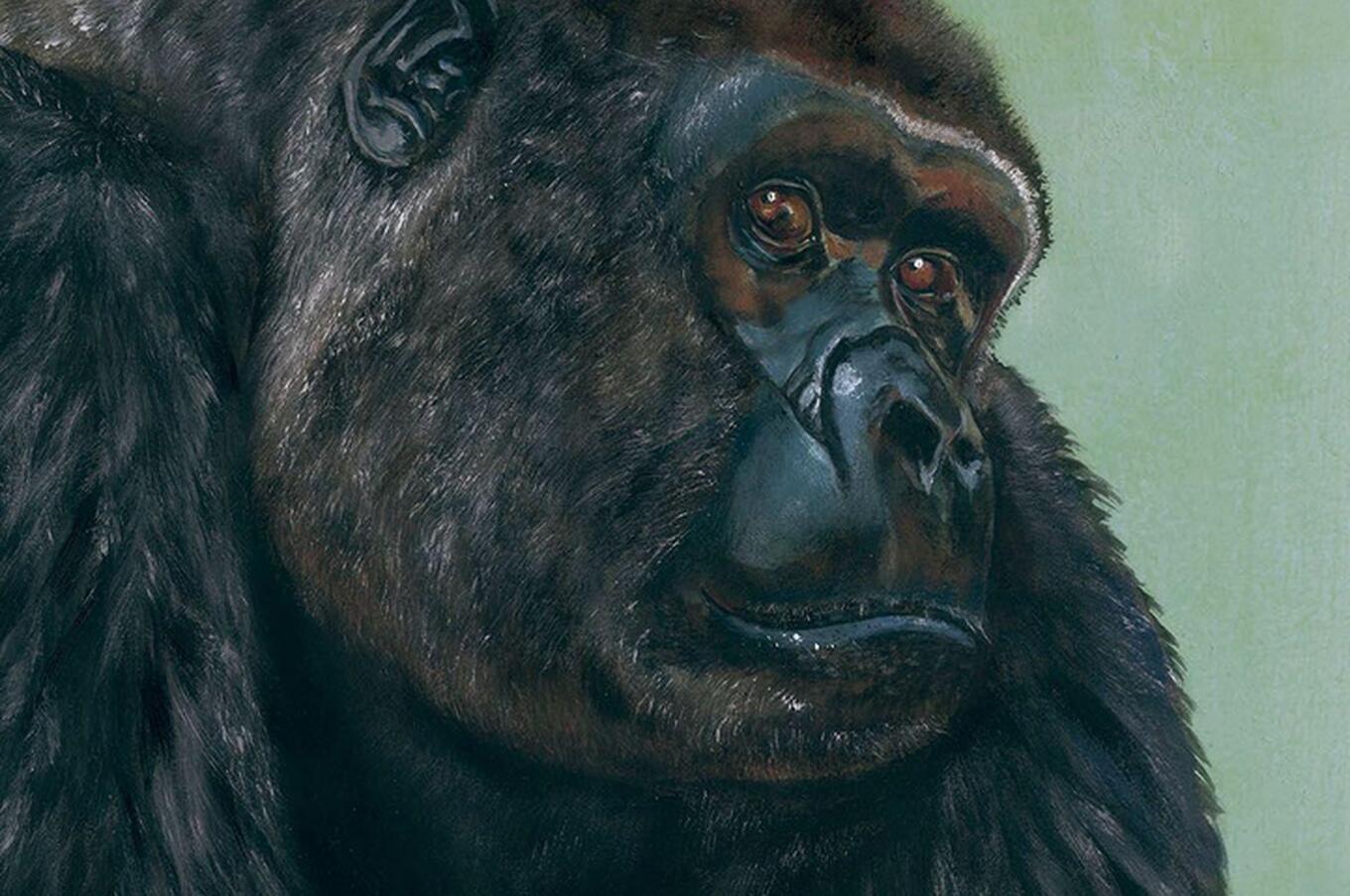 Jordi Serrallonga unsichtbare Tiere