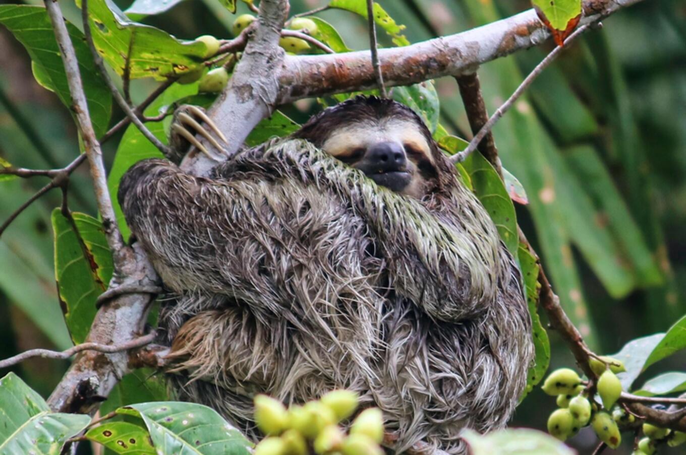 faultier-Panama