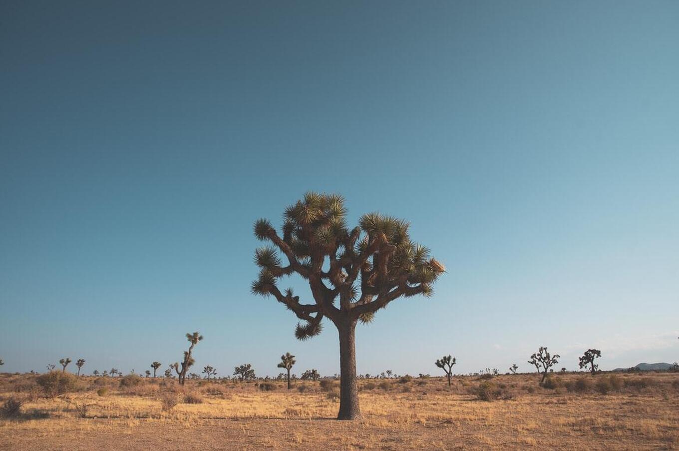 joshua tree nationalpark vereinigte staaten