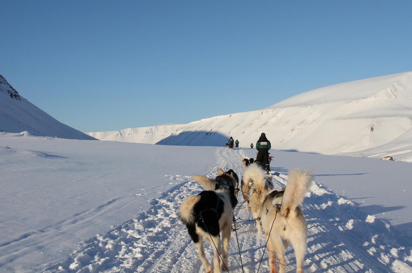 svalbard-reise schlittenhunde