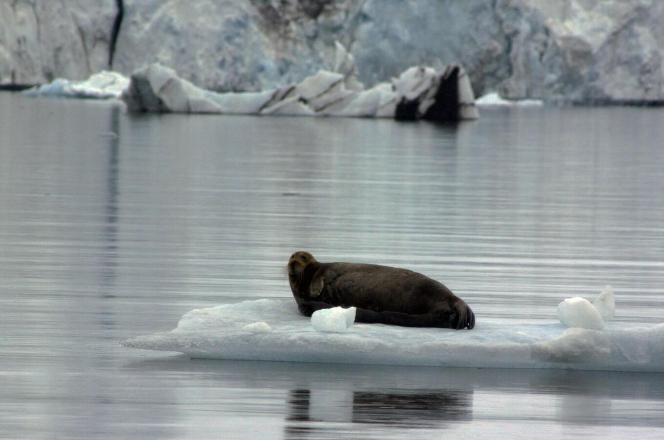 svalbard-Robben
