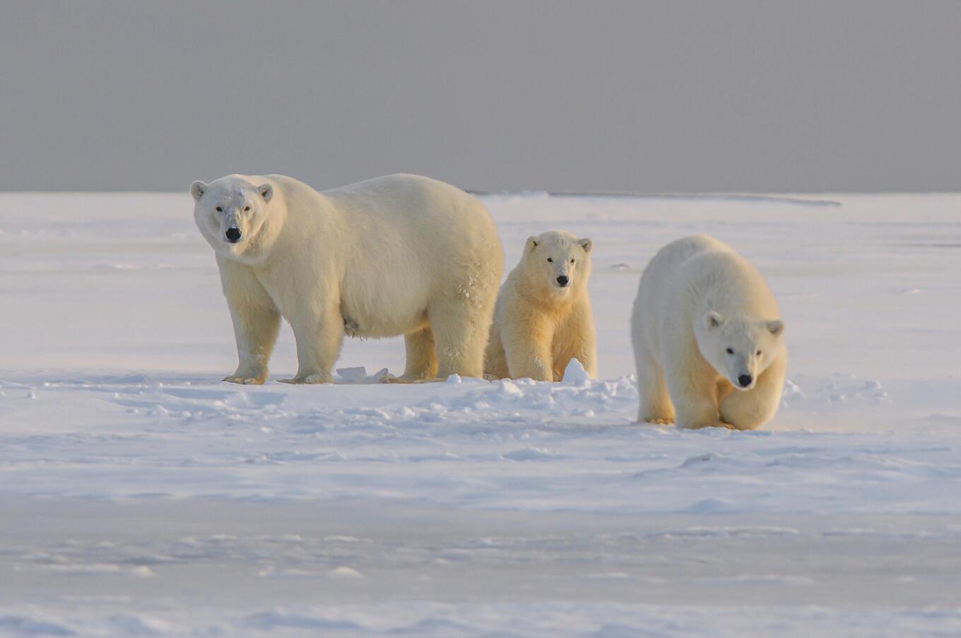 In Spitzbergen leben vermutlich mehr Eisbären als Menschen. Foto: Hans Jurgen Mager eisbär in Spitzbergen