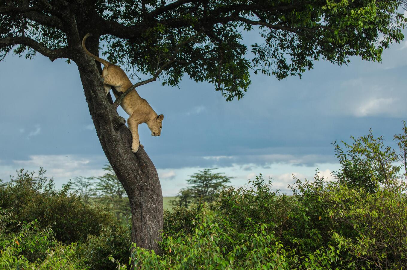 Löwin in der Masai Mara.