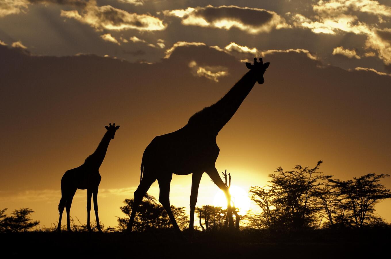 Giraffen bei Sonnenuntergang in der Masai Mara.