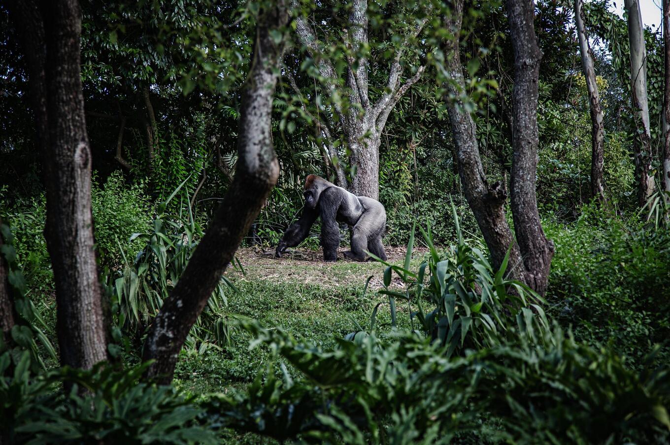 Männlicher Silberrücken-Gorilla in Uganda
