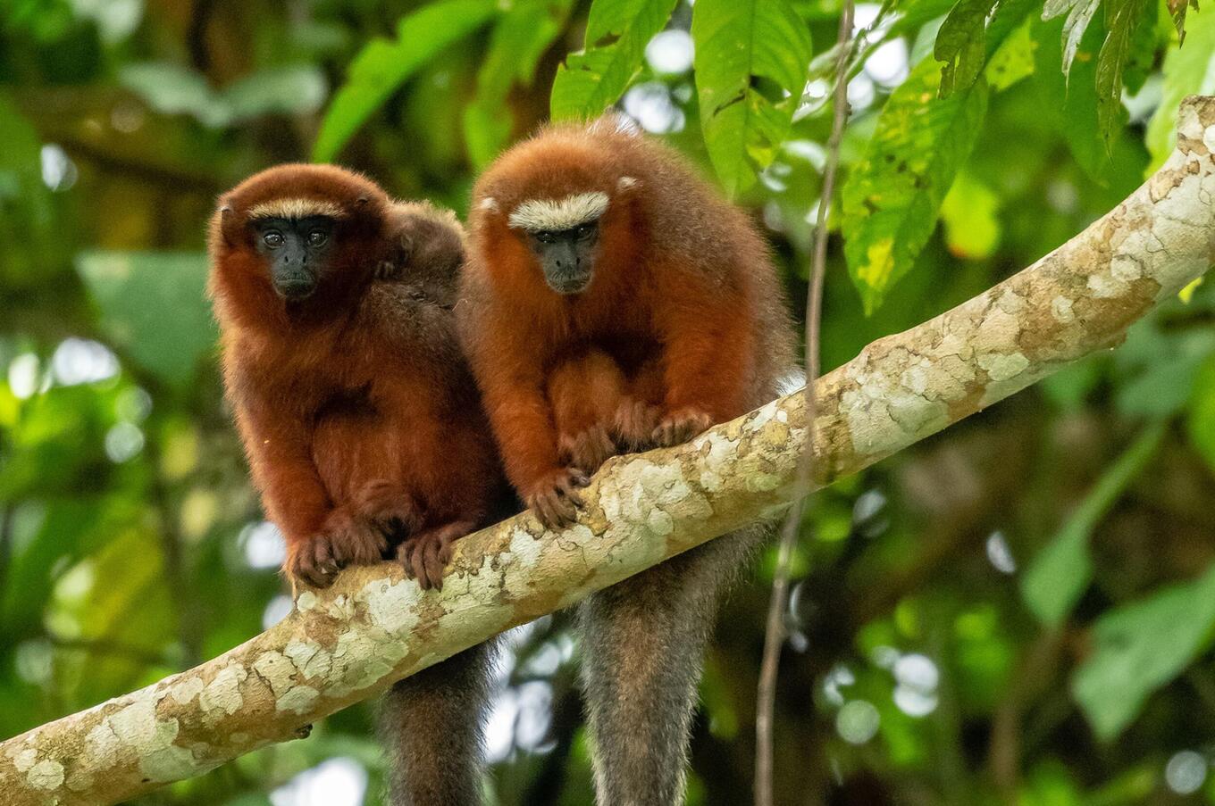 Lebendige Natur im Napo Wildlife Center