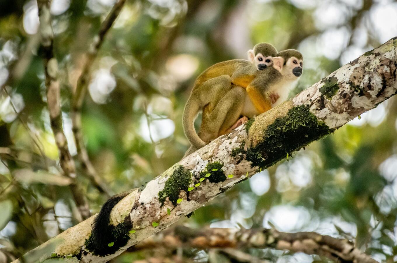 Lebendige Natur im Napo Wildlife Center