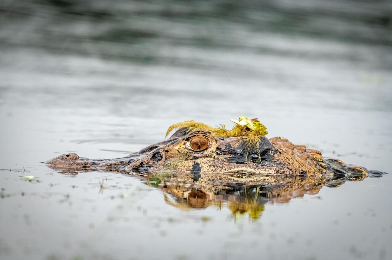 Lebendige Natur im Napo Wildlife Center
