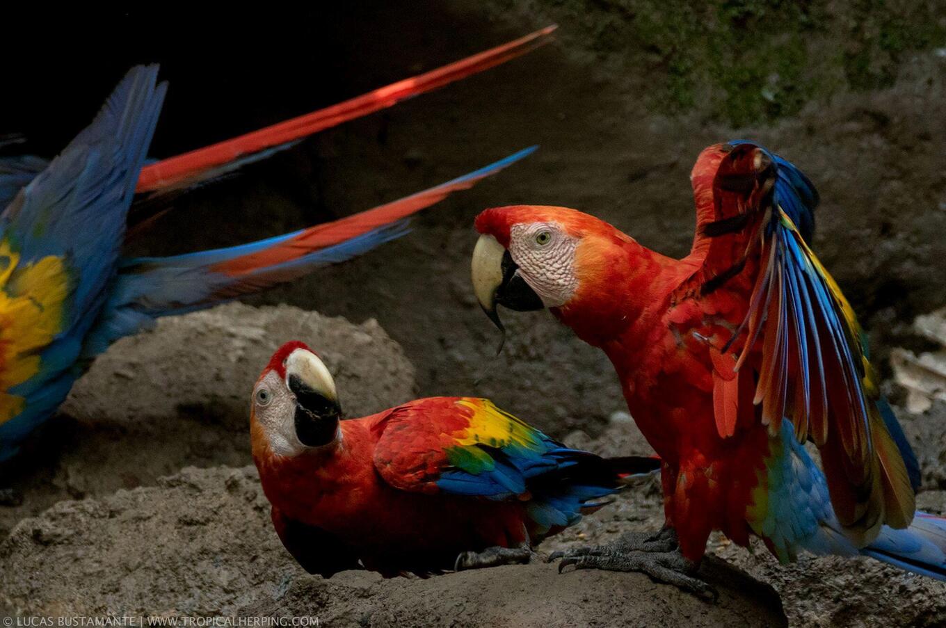 Lebendige Natur im Napo Wildlife Center