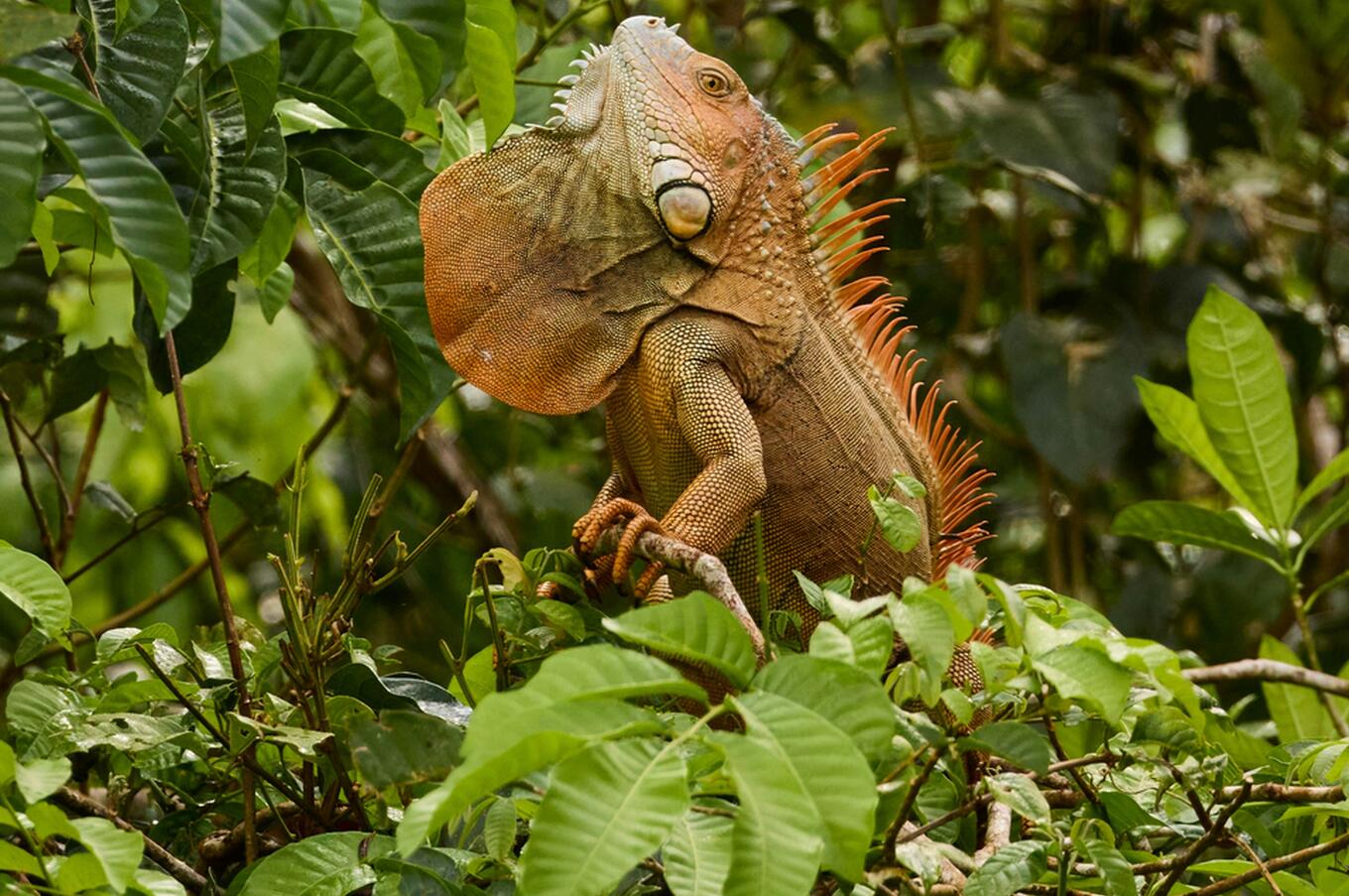 Grüner Leguan im Tortuguero-Nationalpark. Foto: Zdeněk Macháček.