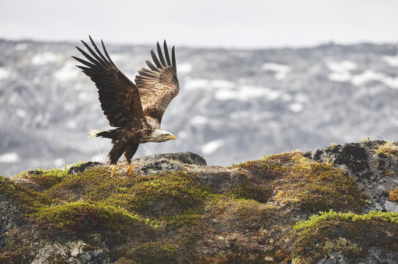 Nuuk HX Grönland