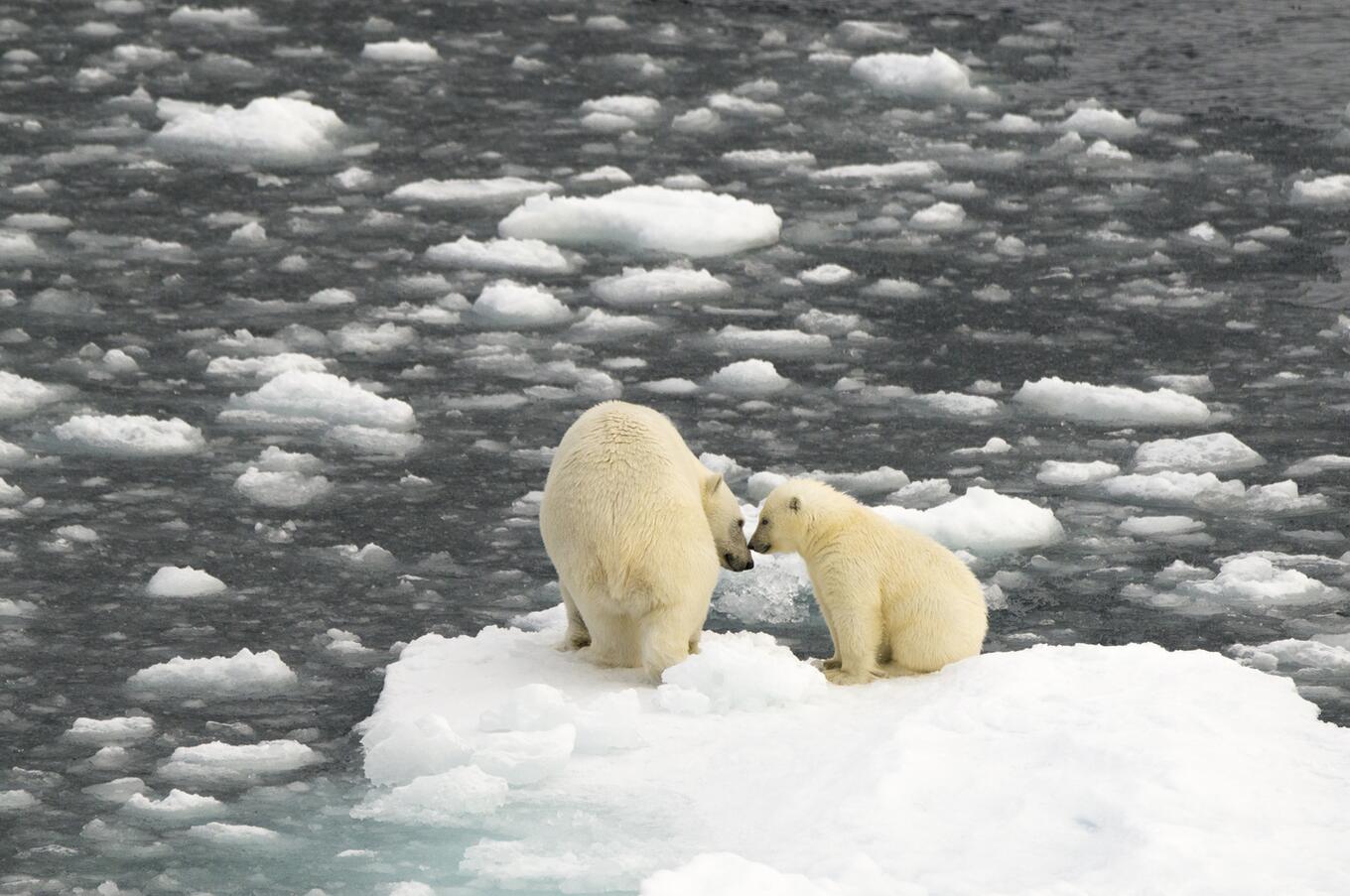 Eisbären in Grönland HX