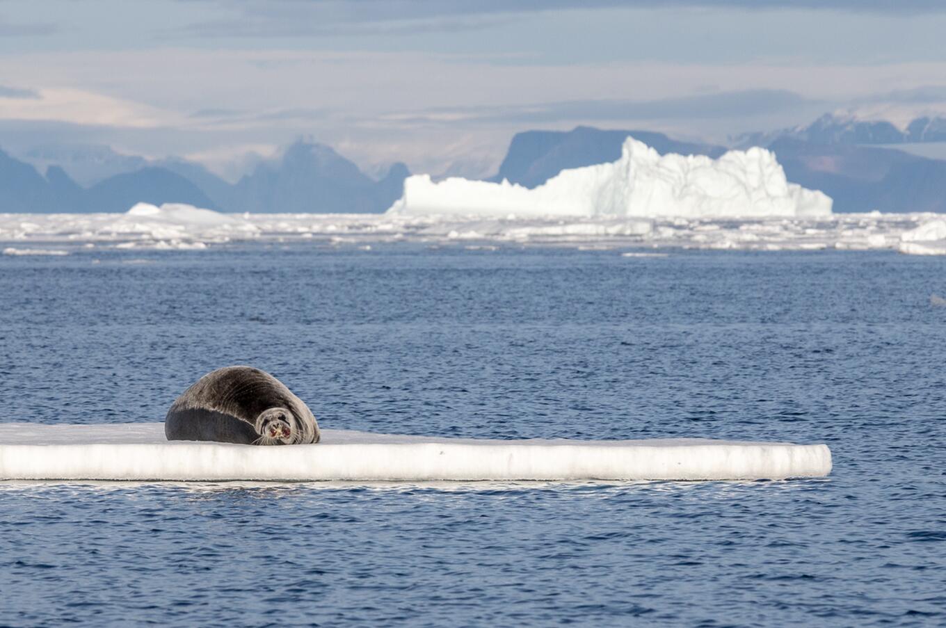 Foca. HX.