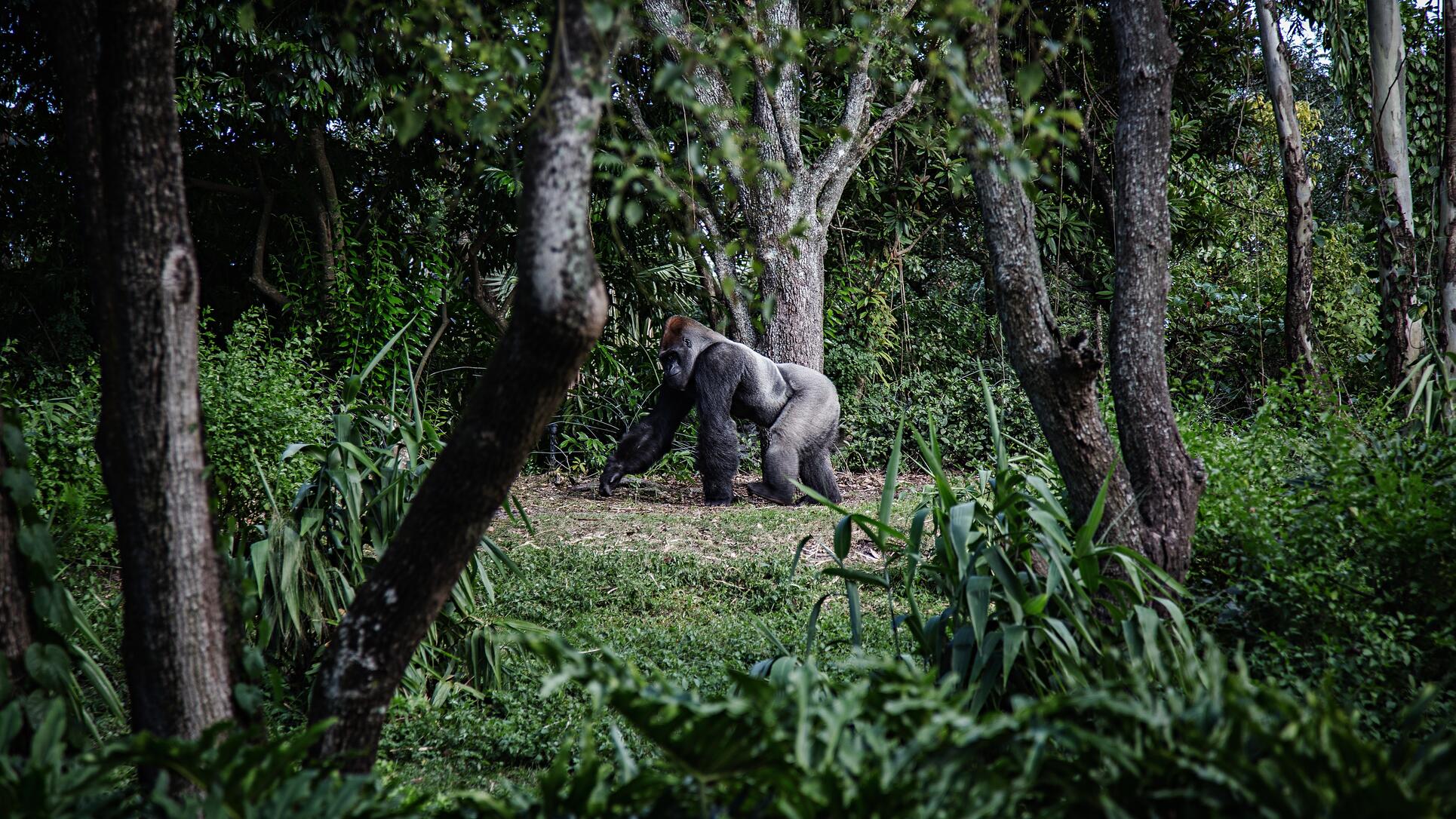 luxus-Trekkingreise Berggorillas in Ruanda