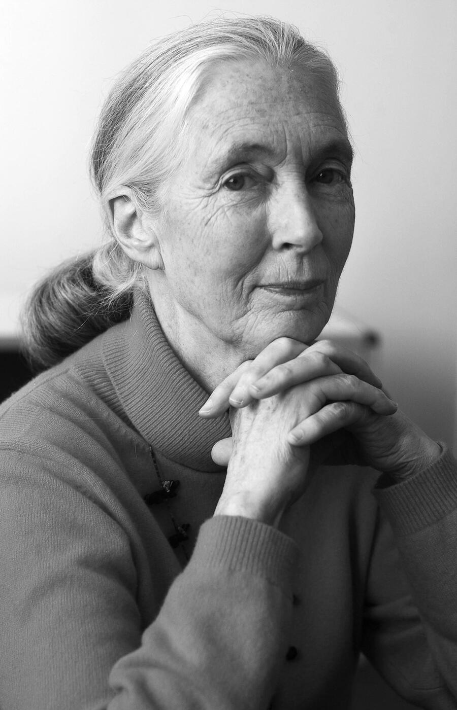 Jane Goodall ist die anerkannteste Expertin für die Erforschung von Schimpansen. Jane Goodall Schimpansen Afrika