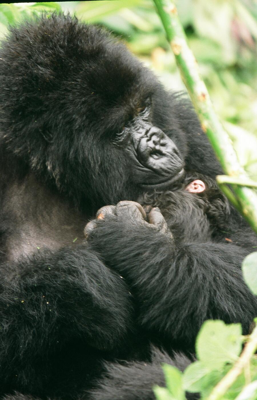 Gorillawelpen sind in den ersten 4 Lebensjahren von ihren Müttern abhängig. reisen uganda berggorilla rafiki