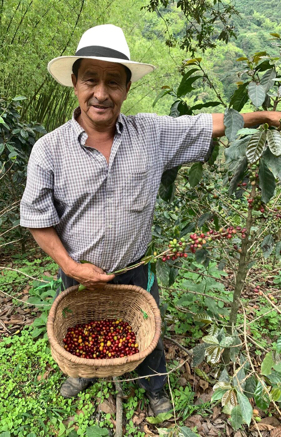 Don Leo baut seit 40 Jahren Kaffee an. In Kolumbien leben insgesamt 540.000 Familien von dieser Kulturpflanze. reise in die Kaffeeregion von Kolumbien Quindio