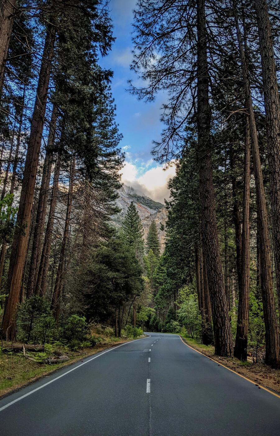 In Yosemite gibt es 37 einheimische Baumarten. Foto: Alejandro González. yosemite nationalpark vereinigte staaten